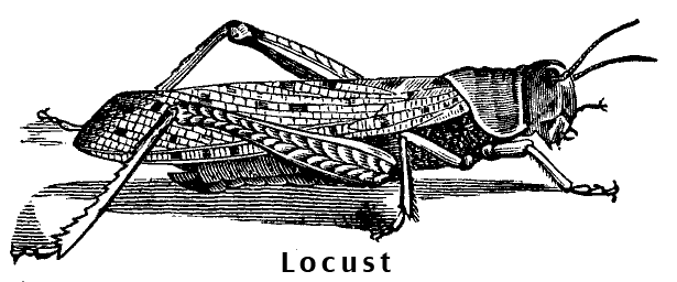 The Locust