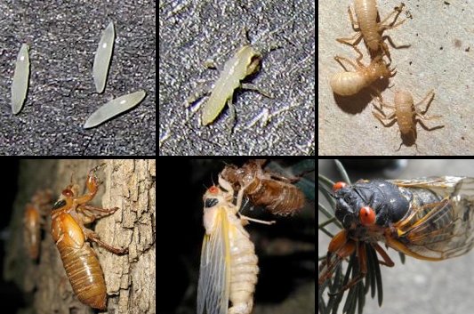 Cicada Life Cycle