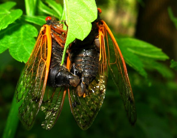 A couple of nice cicada photos from Joe Balynas - Cicada Mania