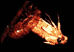 emerging cicada