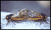 cicadas