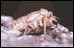 cicada nymph