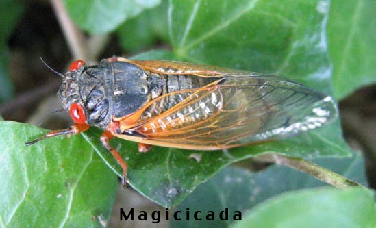 locust vs cicada