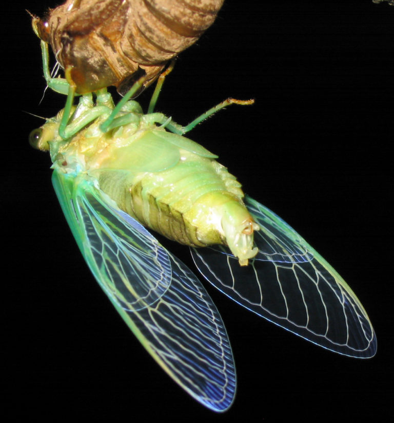 2005 August - Cicada Mania