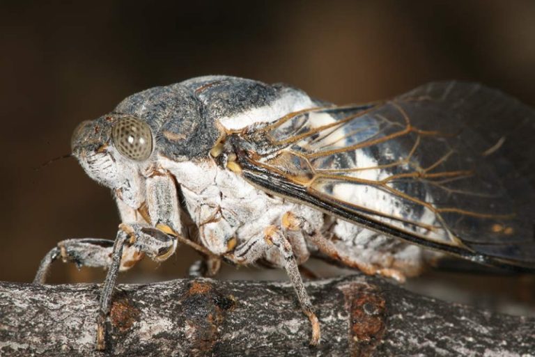 Cacama valvata Cicada | Cicada Mania