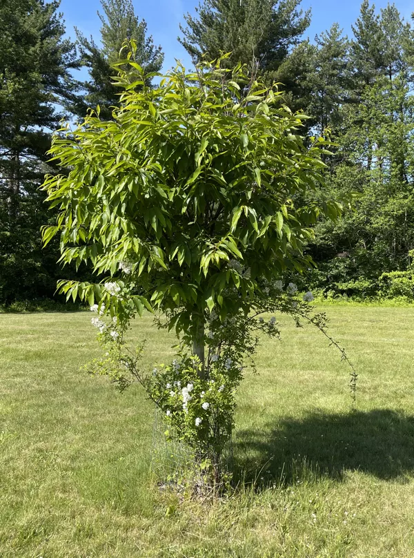 Princeton Tree