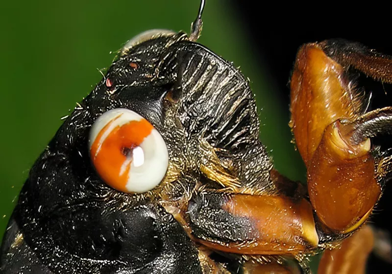 Close up of marble eyed cicada