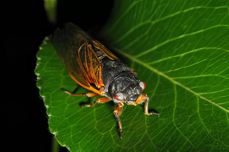 Grey Red Marble Eyed Magicicada