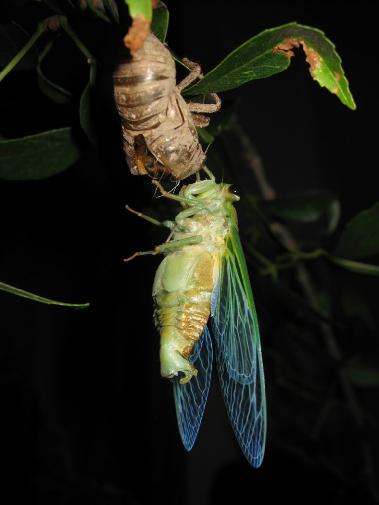 Superb Neotibicen superbus (formerly T. superba) - Cicada Mania