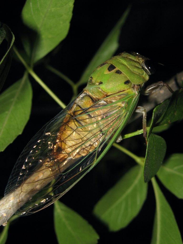 Various cicada species emerging in the United States Cicada Mania