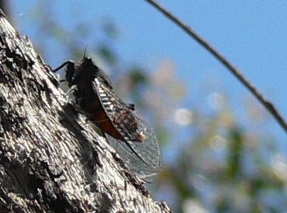 mysterycicada