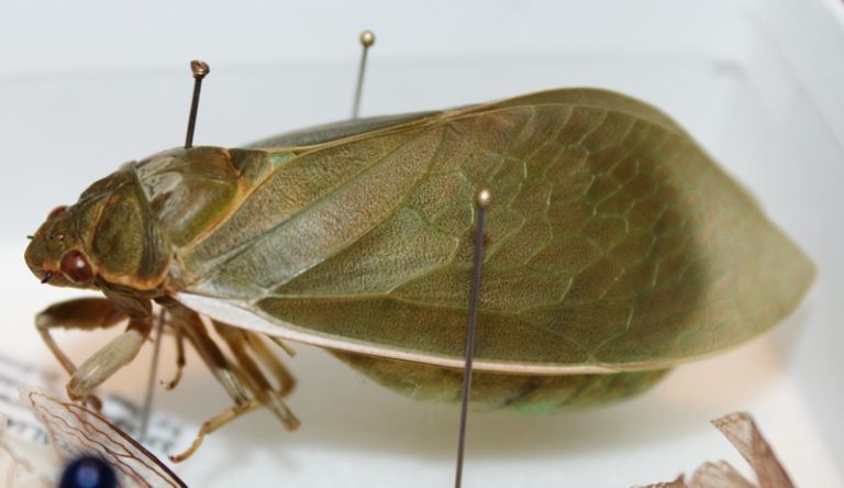 Cystosoma Saundersii Bladder Cicada Cicada Mania