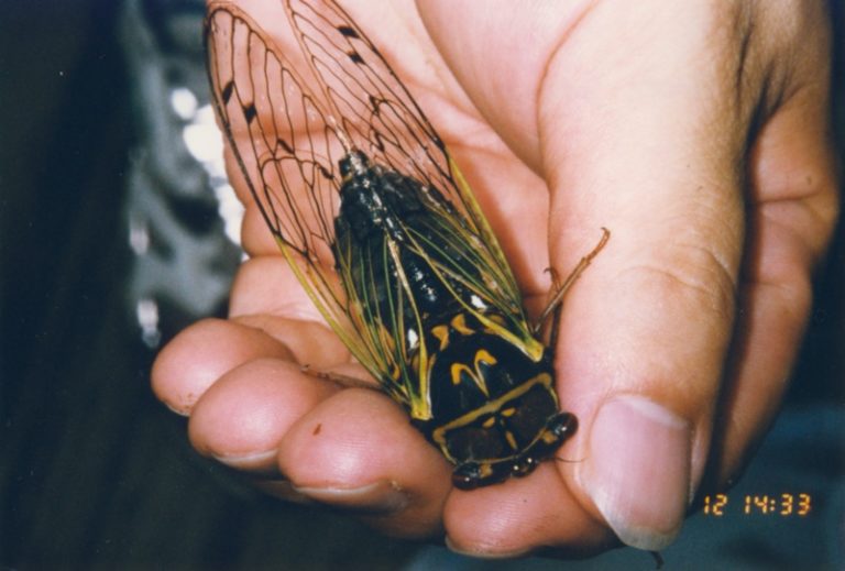 Cicadas Of Japan Cicada Mania