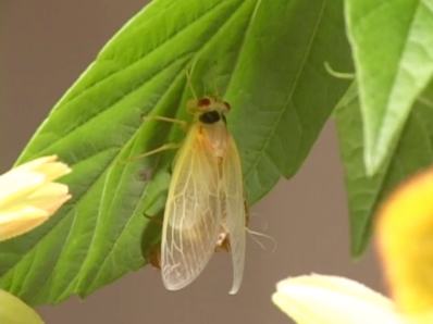 WEIRD!! Cicada transformation 