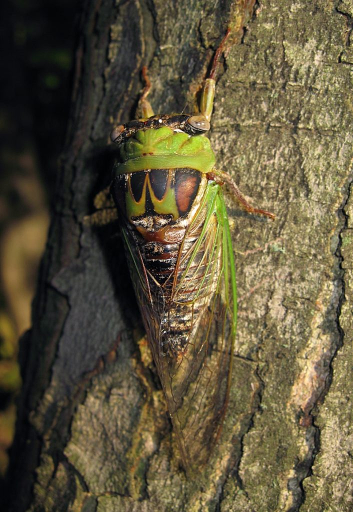 Annual Cicada Mania