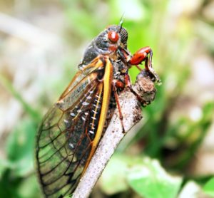 Brood II cicada photos from Front Royal, Va | Cicada Mania