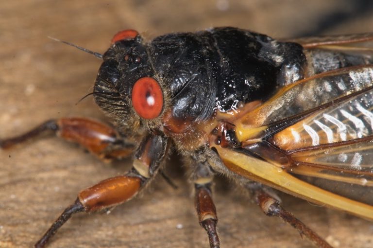 Photos of Brood II Magicicada cicadas from Westfield, NJ by Jim Occi ...