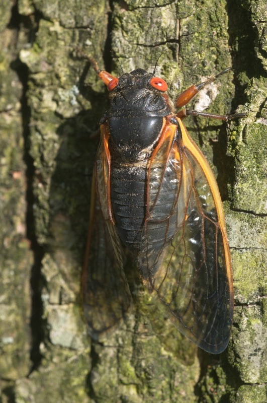 Adult Brood II Magicicada septendecim from Westfield NJ by Jim Occi