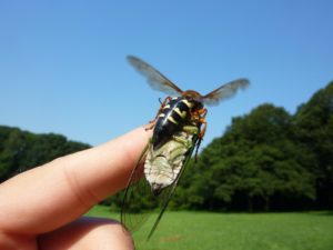 cicada killer wasp sting