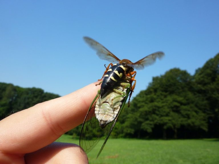 10 Facts About Cicada Killer Wasps Cicada Mania