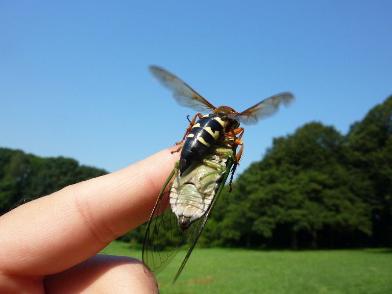 cicada killer