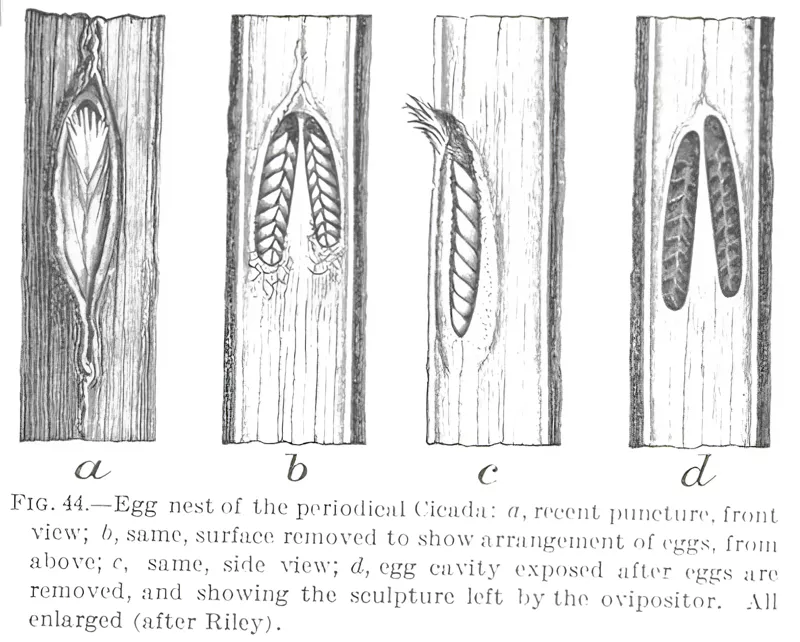 Marlatt 1907 Egg Nest Detail