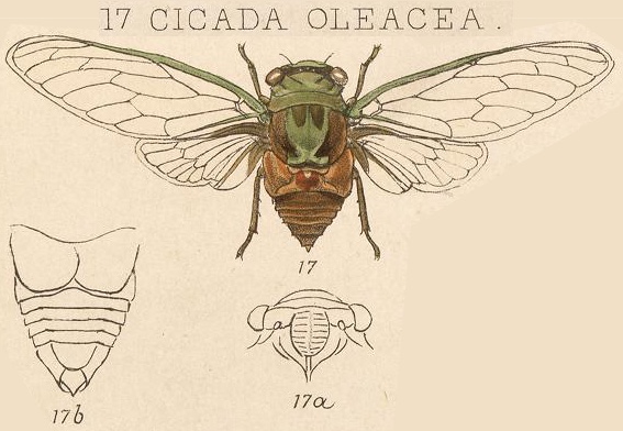 cicada scientific illustration