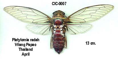 Cebuella pygmaea – Wikipédia, a enciclopédia livre
