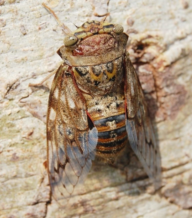 Platypleurini Cicada Mania
