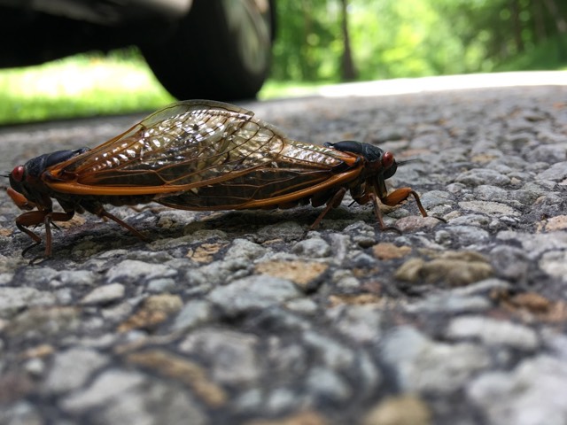 A man crashed his car after a cicada hit him in the face