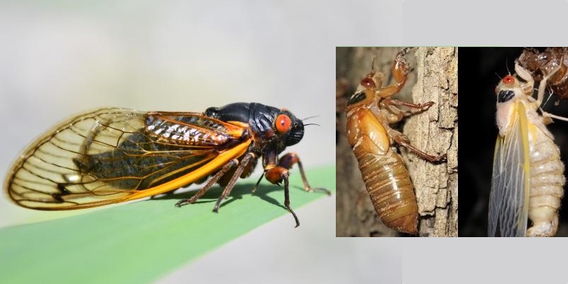 Periodical cicada Brood X (10) will emerge in 15 states in 2021 - Cicada  Mania