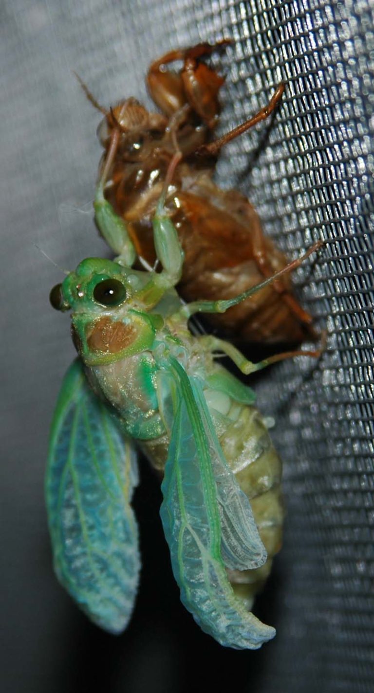 Japan – Cicada Mania