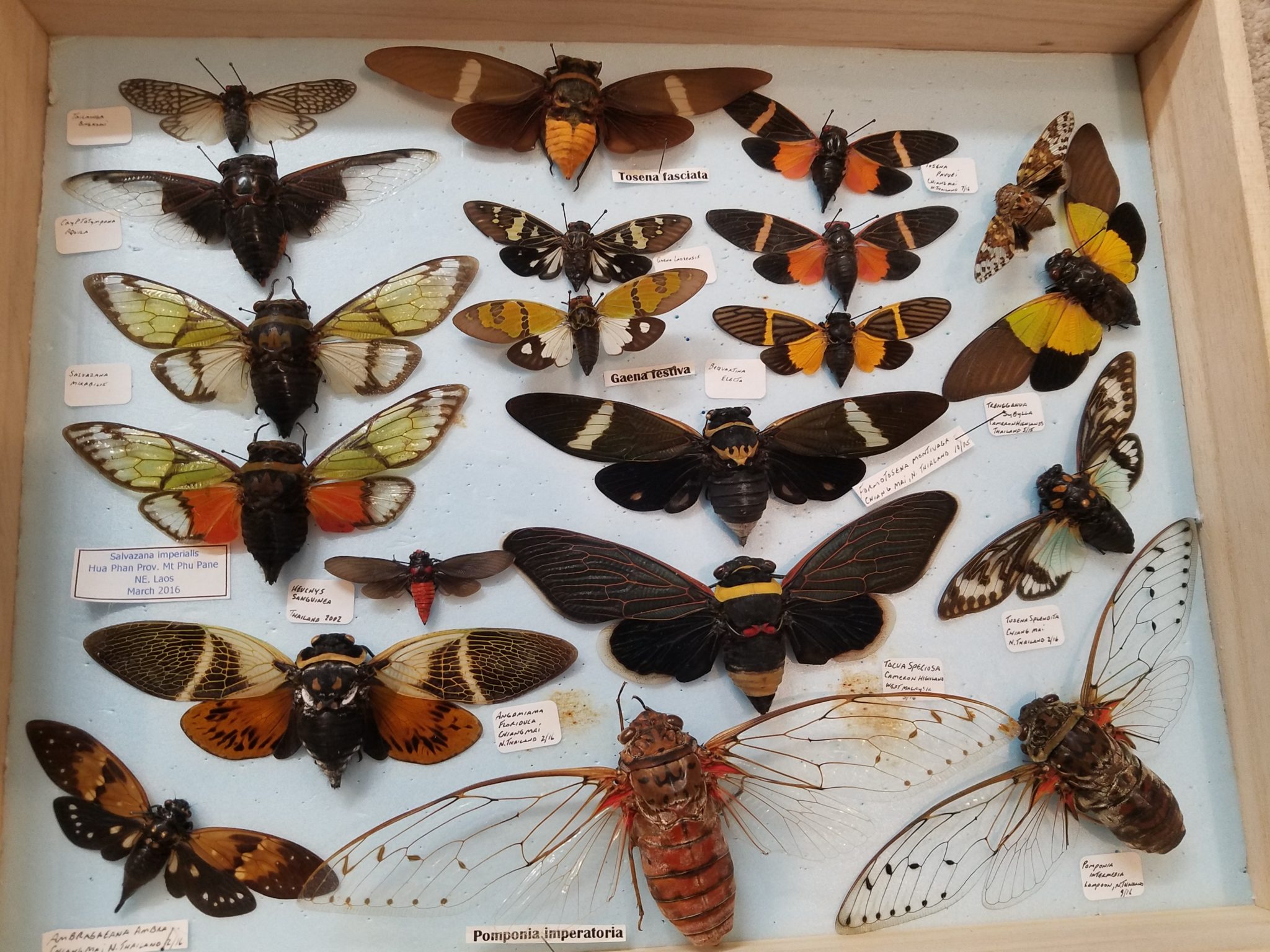 A Wonderful Collection Of Cicadas From South-east Asia – Cicada Mania