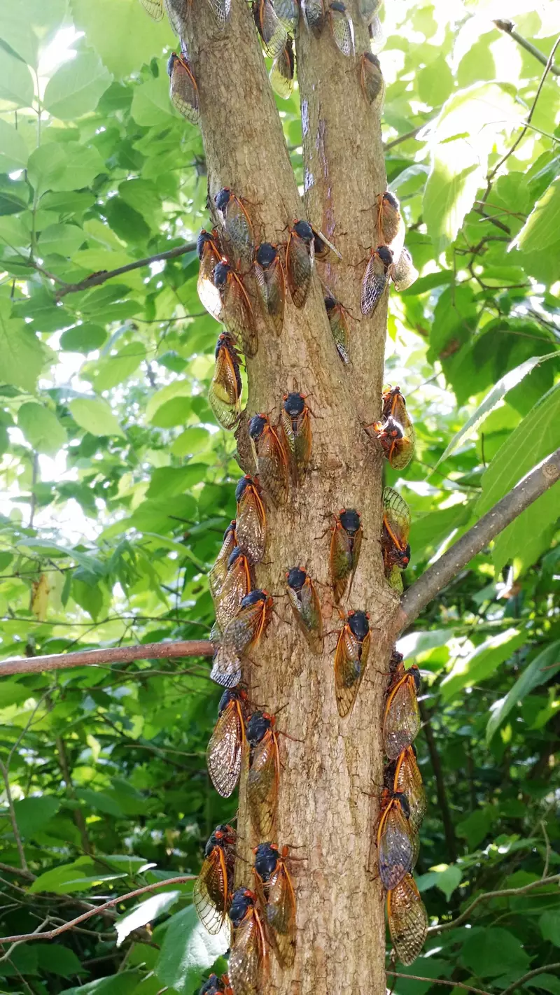  Aggregation of cassini adults on tree trunk
