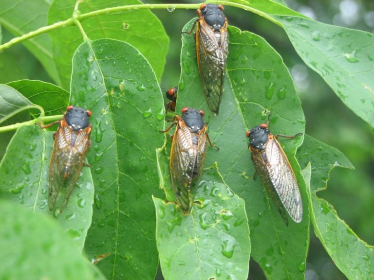 Brood XIII - Cicada Mania