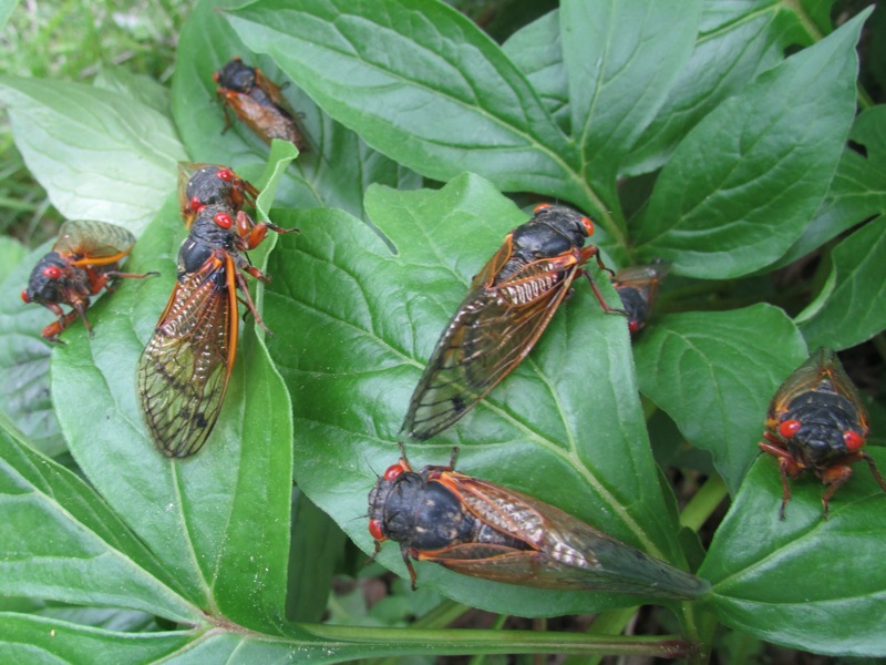 Brood III - Cicada Mania