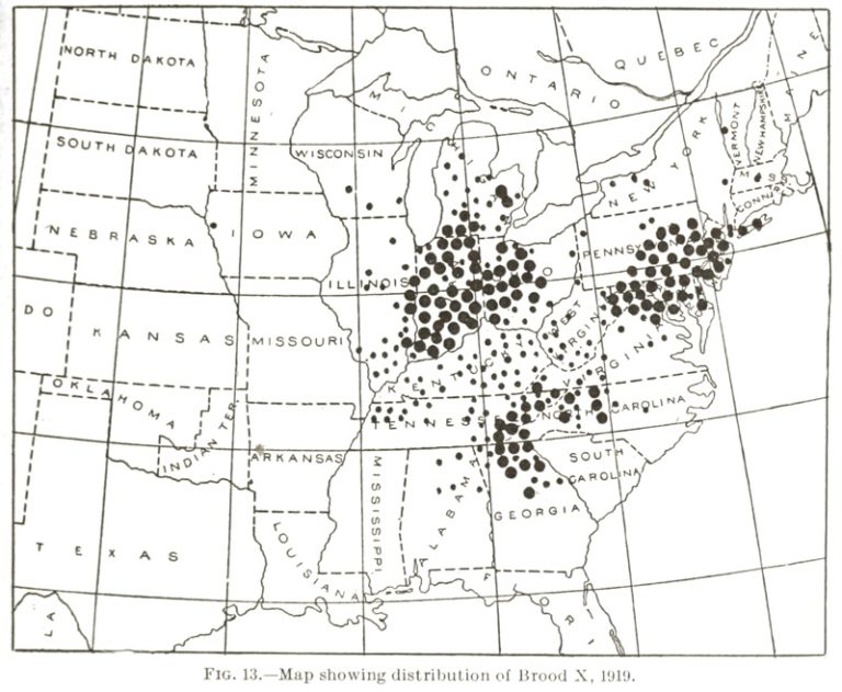 Periodical cicada Brood X (10) will emerge in 15 states in 2021 ...