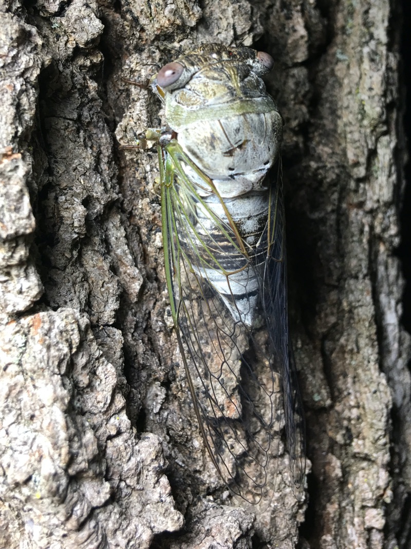 2018 Megatibicen auletes hunt - Cicada Mania