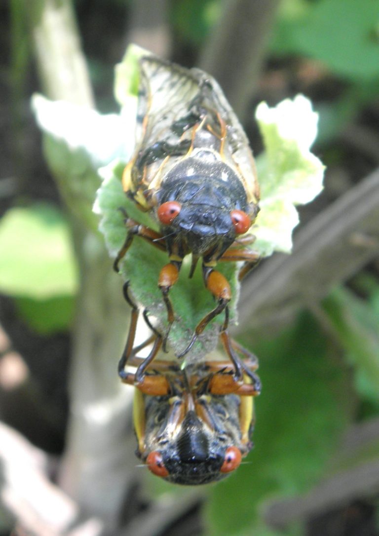 Cicada mirror что это