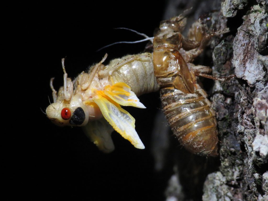 Anatomy Cicada Mania