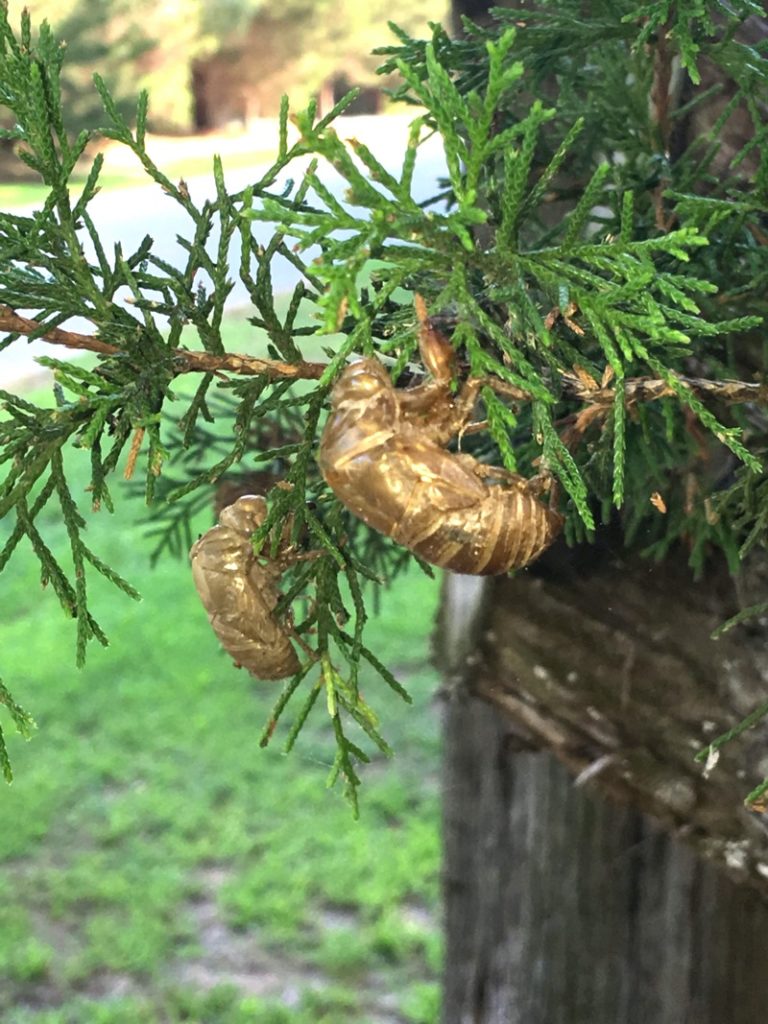 More Neotibicen latifasciatus photos - Cicada Mania