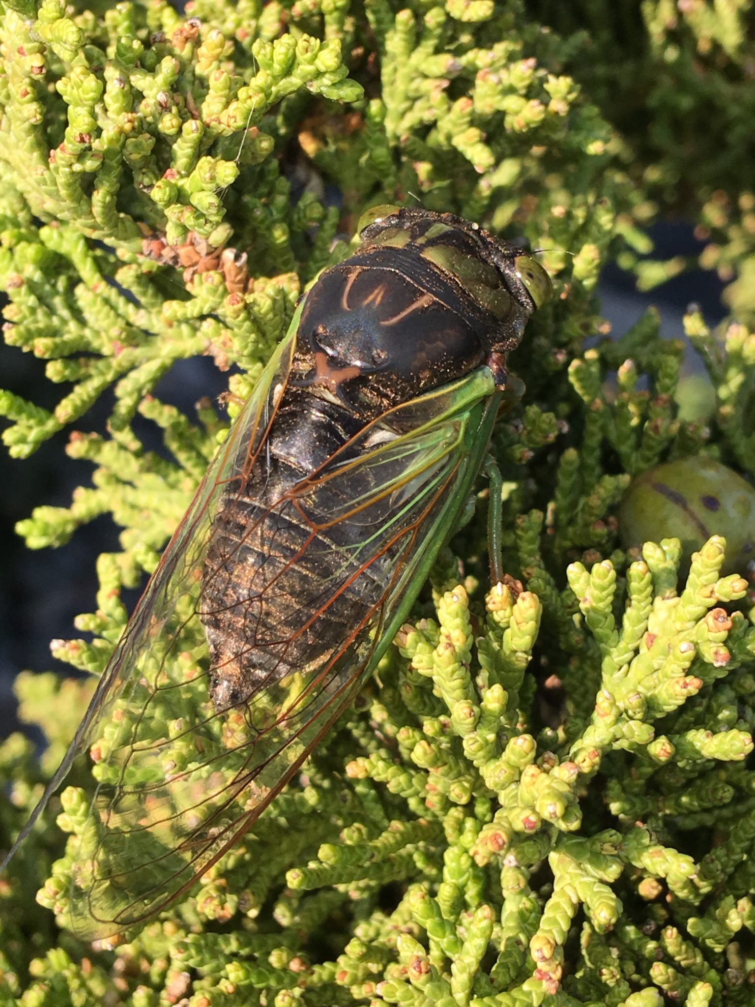 Common cicadas of New Jersey Cicada Mania