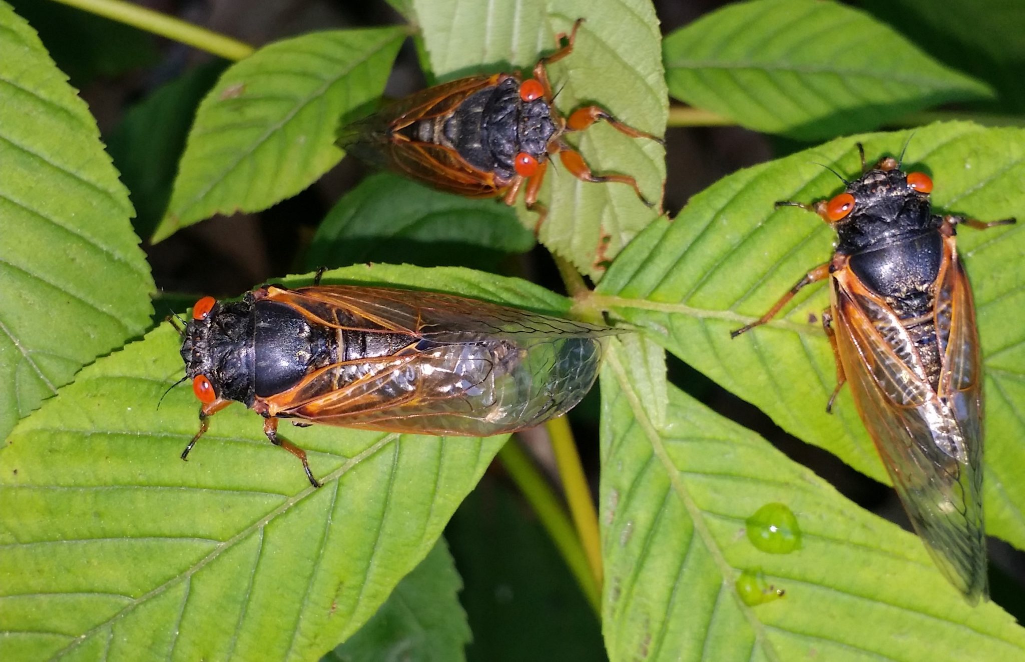 Cicadas on leaves & trees – Brood V Magicicada from Morgantown, WV ...