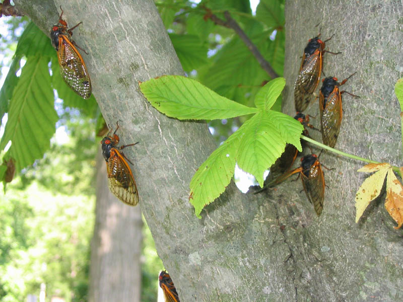 Magicicada on a tree in a park in Princeton NJ