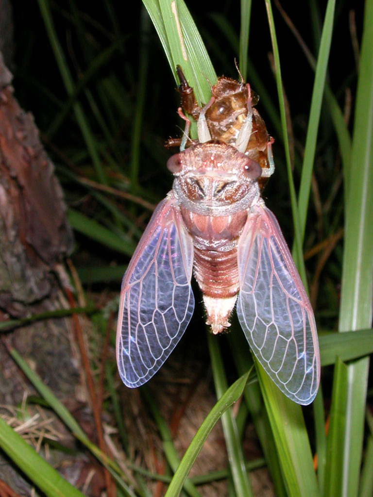 Gina Scarborough’s Florida Cicada Photos Cicada Mania