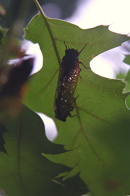 Mating adults