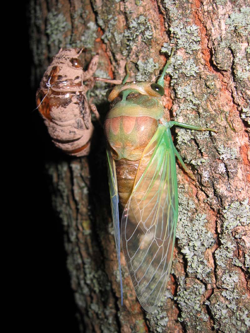 Molting Neotibicen cicada photos by Roy Troutman - Cicada Mania