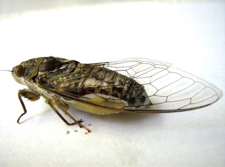 Thailand – Cicada Mania