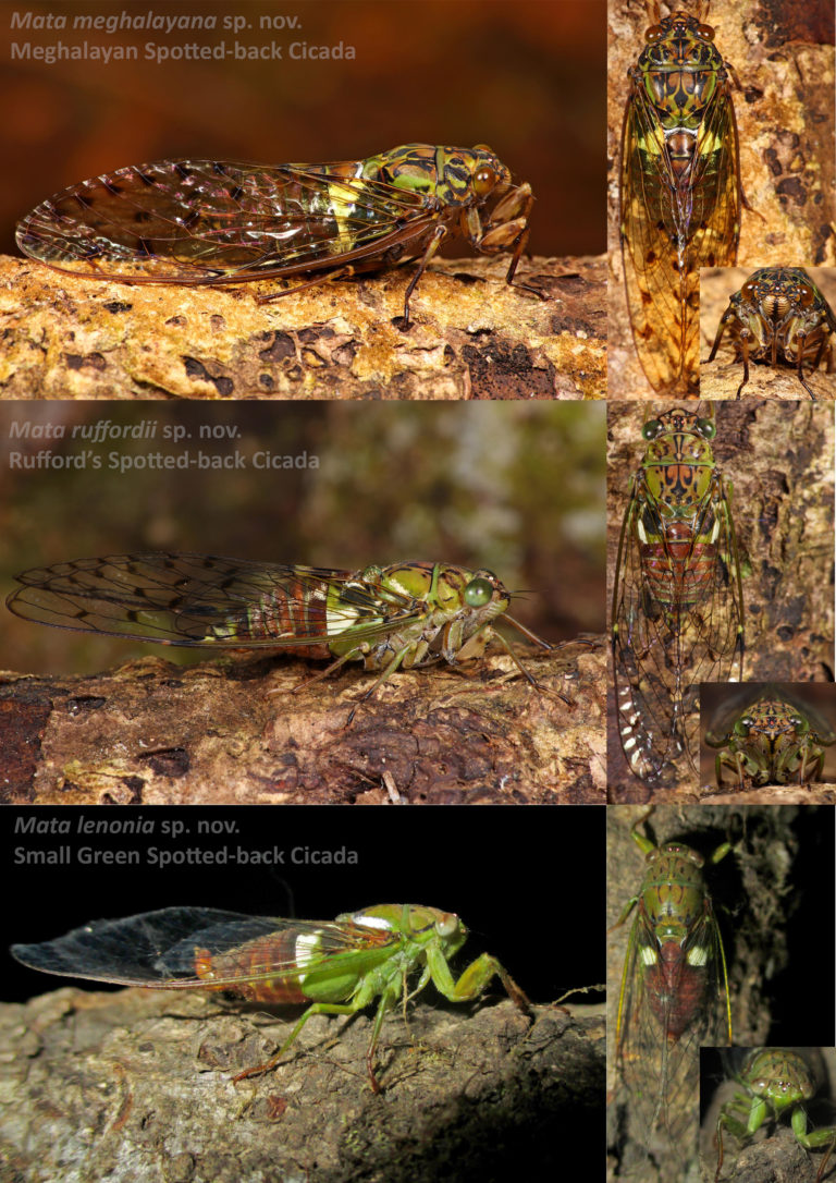 Three new species of cicadas from Meghalaya, India Cicada Mania