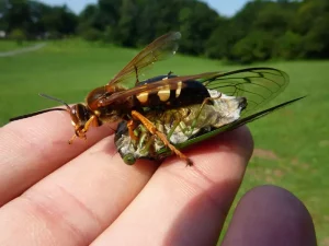 Cicada Killer Wasp and Neotibicen tibicen